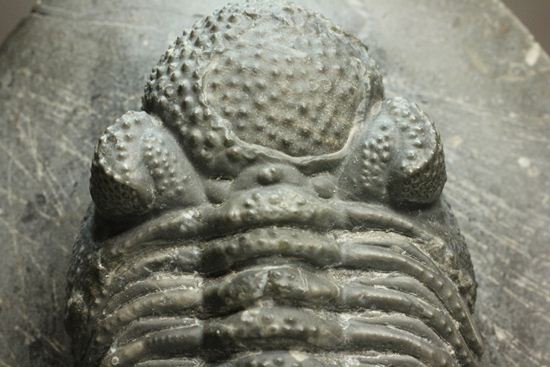 保存状態良好の、ドロトプス・アルマータス(Drorops armatus)の幼体(その11)