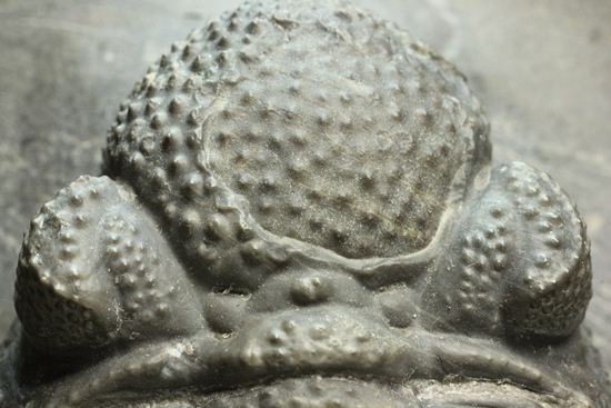 保存状態良好の、ドロトプス・アルマータス(Drorops armatus)の幼体(その12)