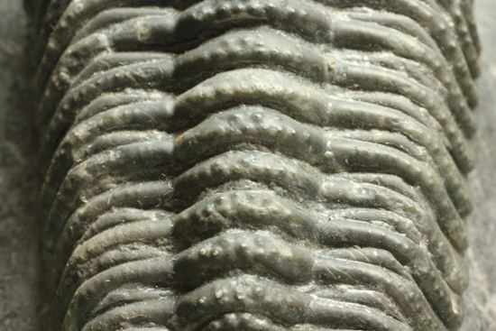 保存状態良好の、ドロトプス・アルマータス(Drorops armatus)の幼体(その13)