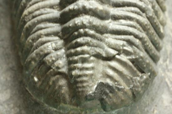 保存状態良好の、ドロトプス・アルマータス(Drorops armatus)の幼体(その14)