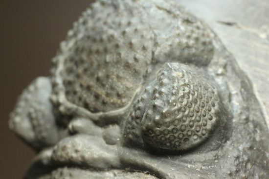 保存状態良好の、ドロトプス・アルマータス(Drorops armatus)の幼体(その16)