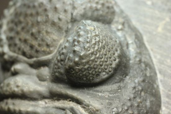保存状態良好の、ドロトプス・アルマータス(Drorops armatus)の幼体(その17)
