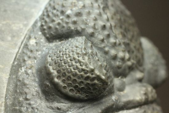 保存状態良好の、ドロトプス・アルマータス(Drorops armatus)の幼体(その18)