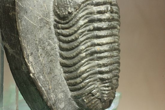 保存状態良好の、ドロトプス・アルマータス(Drorops armatus)の幼体(その19)