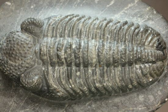 保存状態良好の、ドロトプス・アルマータス(Drorops armatus)の幼体(その2)