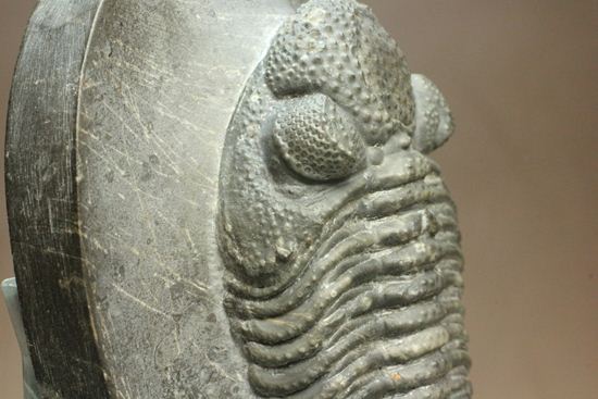 保存状態良好の、ドロトプス・アルマータス(Drorops armatus)の幼体(その20)