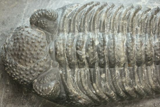 保存状態良好の、ドロトプス・アルマータス(Drorops armatus)の幼体(その3)