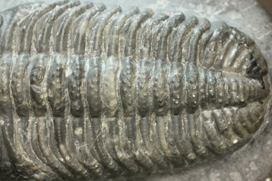 保存状態良好の、ドロトプス・アルマータス(Drorops armatus)の幼体(その4)