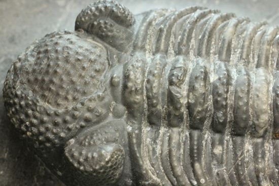 保存状態良好の、ドロトプス・アルマータス(Drorops armatus)の幼体(その5)