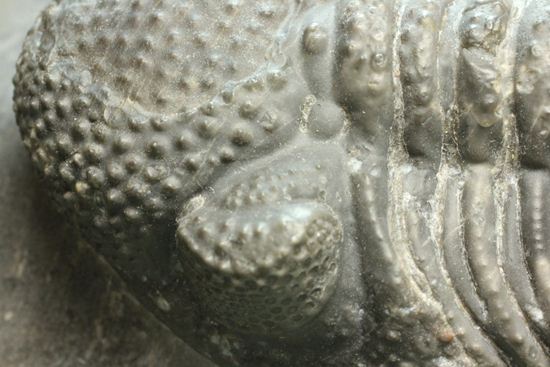 保存状態良好の、ドロトプス・アルマータス(Drorops armatus)の幼体(その6)