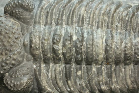 保存状態良好の、ドロトプス・アルマータス(Drorops armatus)の幼体(その8)