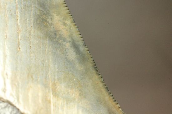 13cm級、美しいメガロドン歯化石。セレーション全残り(その11)