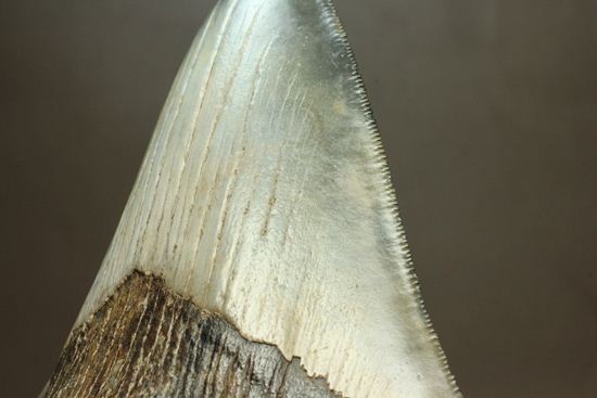 13cm級、美しいメガロドン歯化石。セレーション全残り（その13）