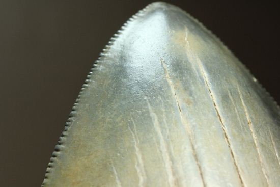 13cm級、美しいメガロドン歯化石。セレーション全残り(その8)