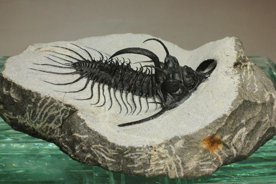 3Dクリーニング!棘棘(トゲトゲ)のクアドロプス(Quadrops)(その2)