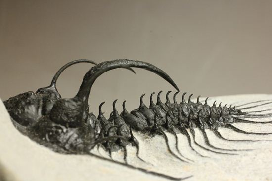 3Dクリーニング!棘棘(トゲトゲ)のクアドロプス(Quadrops)(その7)