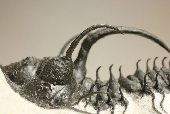 3Dクリーニング!棘棘(トゲトゲ)のクアドロプス(Quadrops)(その8)