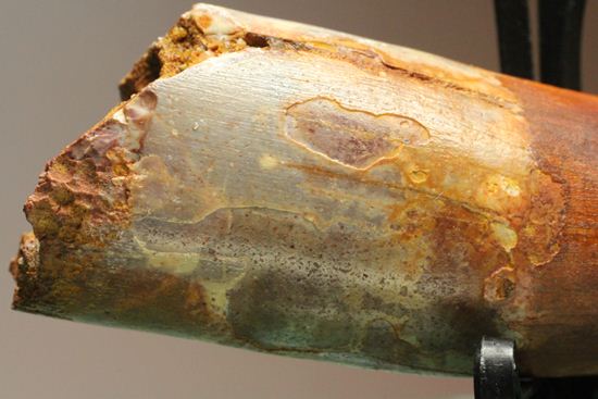 無修復、ぶっとい極上スピノサウルスの歯化石(その15)