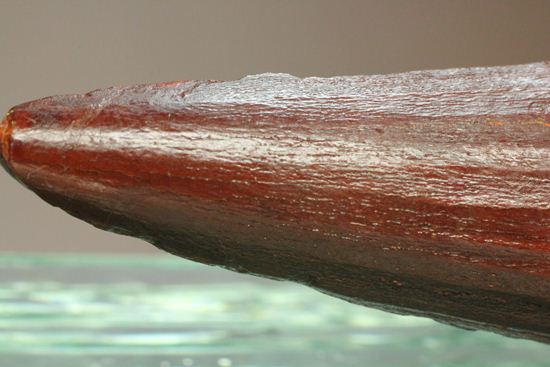 無修復、ぶっとい極上スピノサウルスの歯化石(その2)