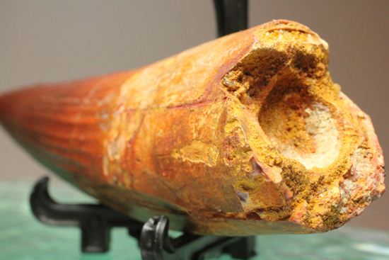 無修復、ぶっとい極上スピノサウルスの歯化石(その9)