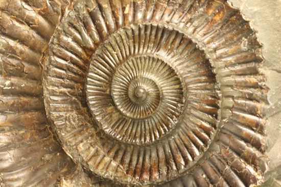 ノジュールだからネガもポジも楽しめる、おとくなダクティリオセラス （その9）