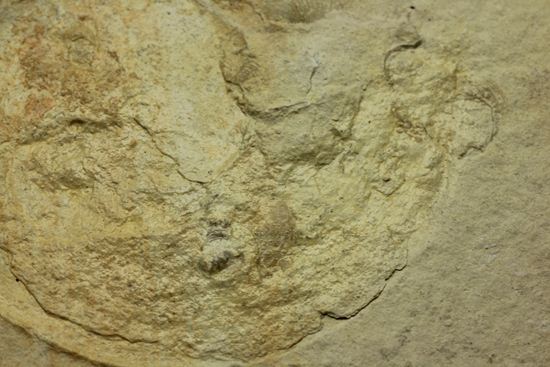 「白ジュラ」!!世界の有数産地ゾルンフォーフェン産のアンモナイト(その5)