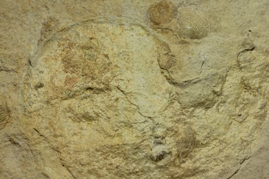 「白ジュラ」!!世界の有数産地ゾルンフォーフェン産のアンモナイト(その6)
