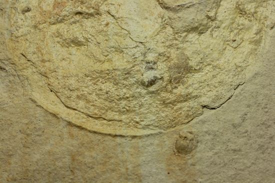 「白ジュラ」!!世界の有数産地ゾルンフォーフェン産のアンモナイト(その7)