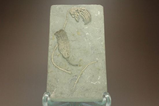 保存状態最高のインディアナ産ウミユリ化石（その1）