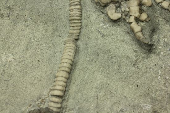 保存状態最高のインディアナ産ウミユリ化石（その10）