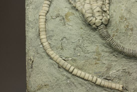 保存状態最高のインディアナ産ウミユリ化石(その11)