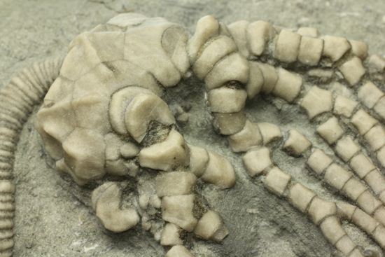 保存状態最高のインディアナ産ウミユリ化石（その12）