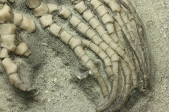 保存状態最高のインディアナ産ウミユリ化石（その13）