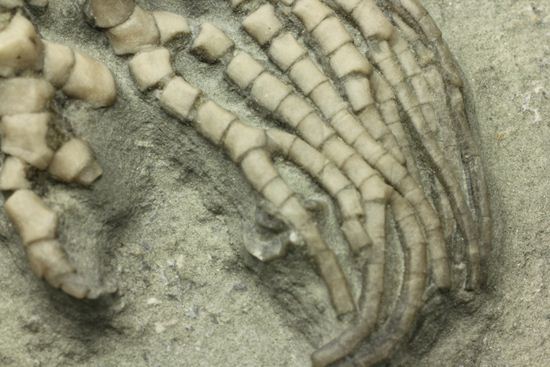 保存状態最高のインディアナ産ウミユリ化石(その13)