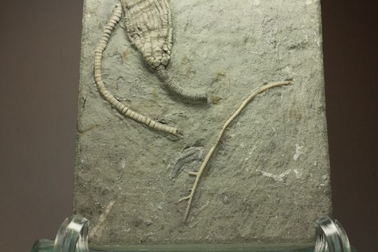 保存状態最高のインディアナ産ウミユリ化石（その14）