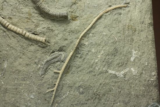 保存状態最高のインディアナ産ウミユリ化石（その15）
