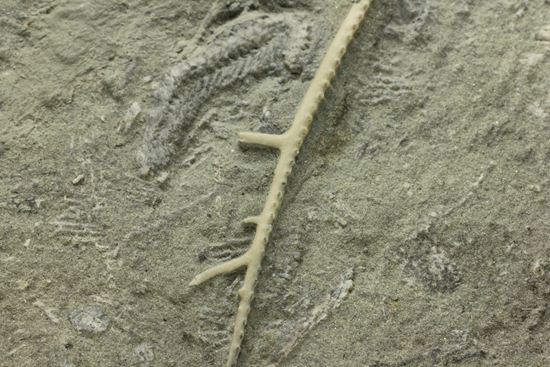 保存状態最高のインディアナ産ウミユリ化石（その16）