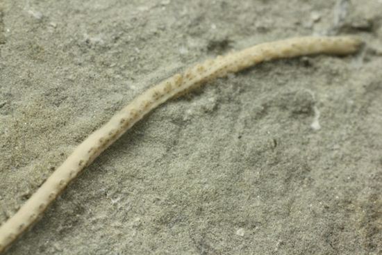 保存状態最高のインディアナ産ウミユリ化石(その17)