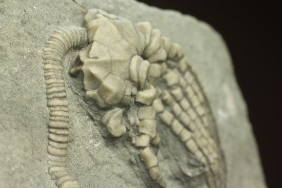 保存状態最高のインディアナ産ウミユリ化石（その18）
