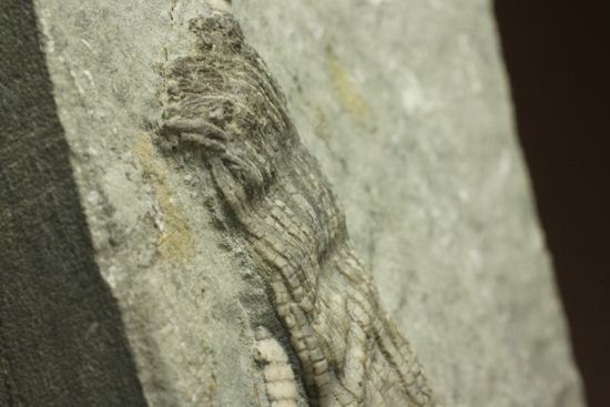 保存状態最高のインディアナ産ウミユリ化石（その19）