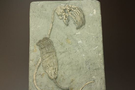 保存状態最高のインディアナ産ウミユリ化石（その2）