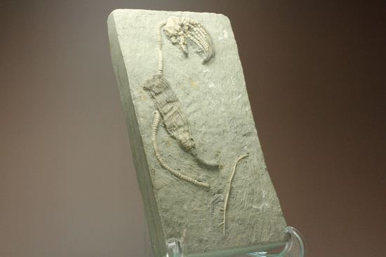 保存状態最高のインディアナ産ウミユリ化石（その20）