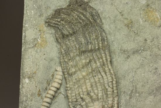 保存状態最高のインディアナ産ウミユリ化石（その3）