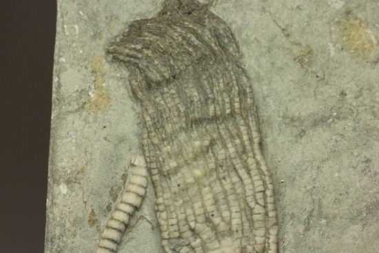保存状態最高のインディアナ産ウミユリ化石(その3)