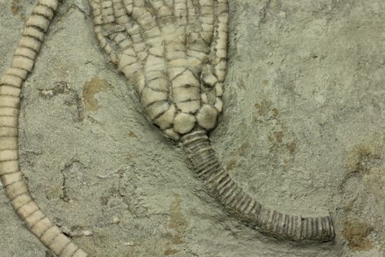 保存状態最高のインディアナ産ウミユリ化石（その4）
