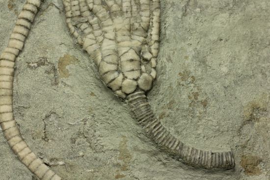 保存状態最高のインディアナ産ウミユリ化石(その4)