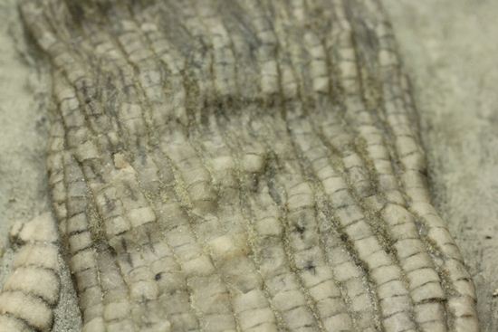 保存状態最高のインディアナ産ウミユリ化石（その5）