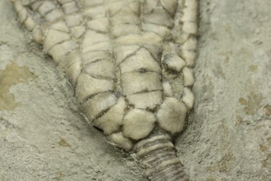 保存状態最高のインディアナ産ウミユリ化石(その6)