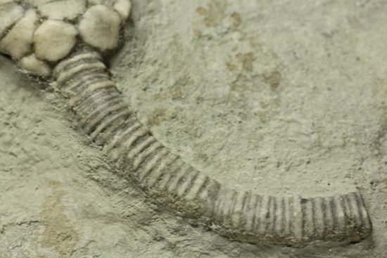 保存状態最高のインディアナ産ウミユリ化石（その7）