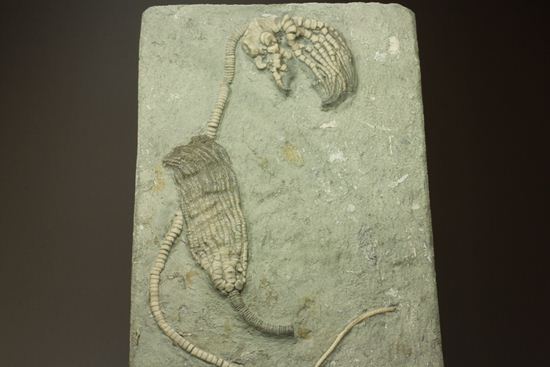 保存状態最高のインディアナ産ウミユリ化石（その8）